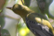 Olive-backed Oriole (Oriolus sagittatus)